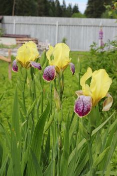 Yellow with purple irises in the garden. flowers