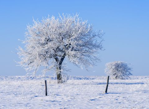 trees covered with frost in a snowy countryside
