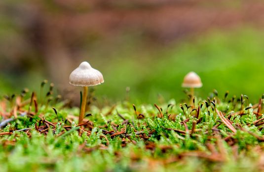 little mushroom in the forest moss