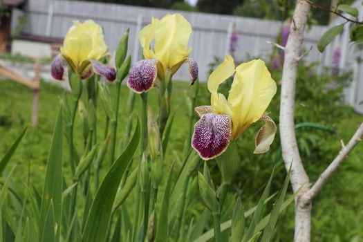 Yellow with purple irises in the garden. flowers