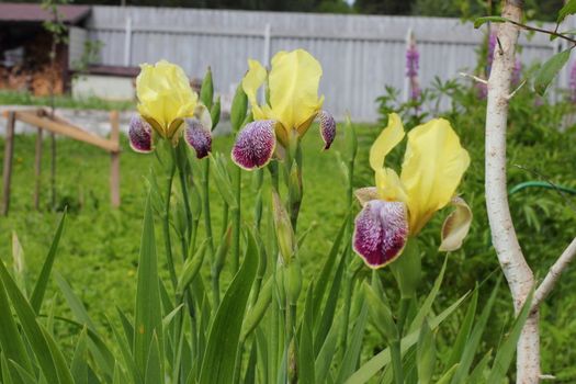 Yellow with purple irises in the garden. flowers