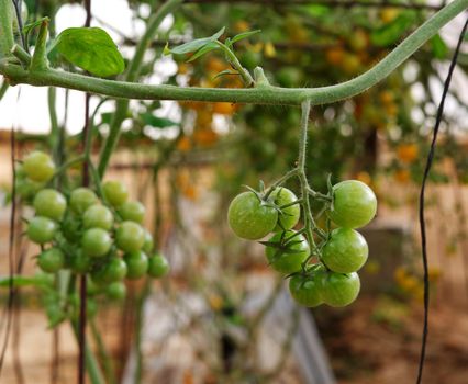 Green cherry tomatoes growing on the vine