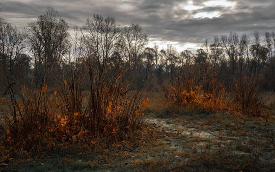 Pictured plants with few leaves orange due to the arrival of winter, desolate atmosphere,Ticino riverside Italy.