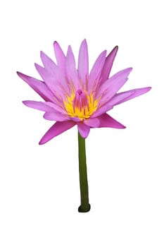 Beautiful water lily, Pink lotus flower isolate on white background