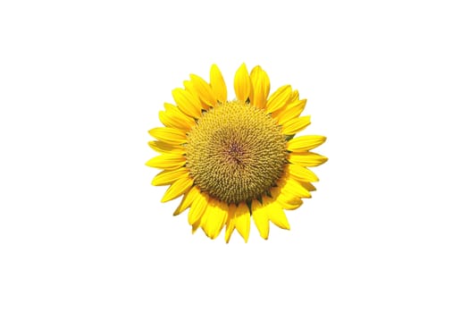 Sun flower isolate on white background