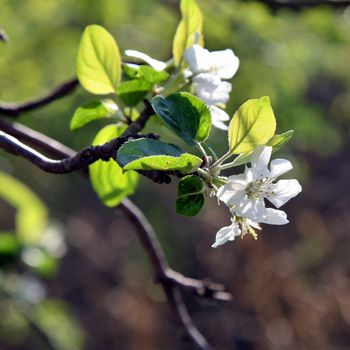 Apple blossoms in spring garden in sunny day