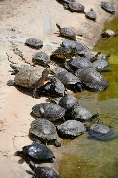 Group of small turtles resing at water edge