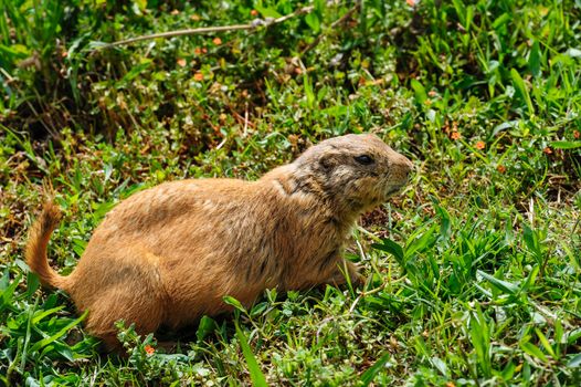 Brown furry gopher or marmot at green meadow