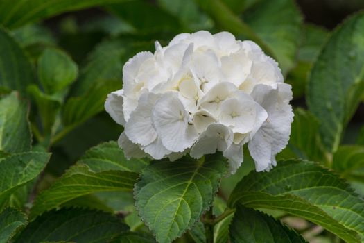 White hydrangea Hydrangea Latin belong to the genus hydrangeaceae lat. Hydrangeaceae.