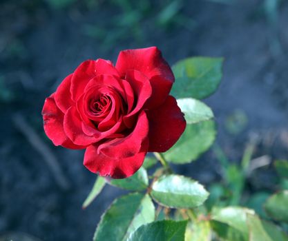 Rose bud in the garden over natural green background