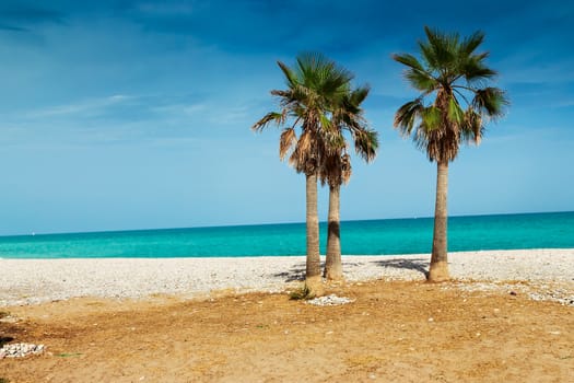 Palm trees in a very calm beach. Horizontal image.