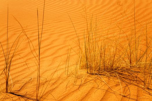 close-up on dry shrubs in the desert