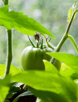 Branch of green tomato on the plant