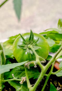 Branch of green tomatoe on the plant