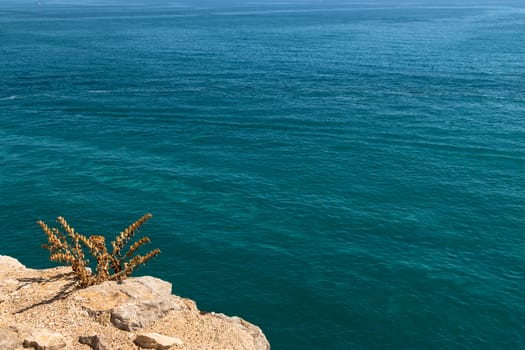 Plant on the coast cliff with the sea in the background. Horizontal image.