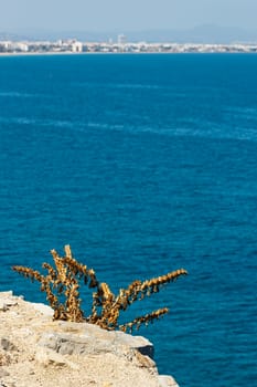 Plant on the coast cliff with the sea in the background. Vertical image.