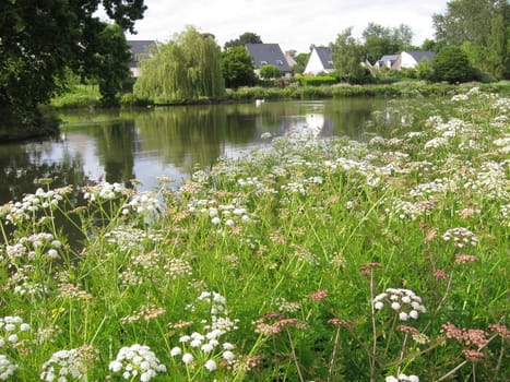  Group of wild flowers beside a pond