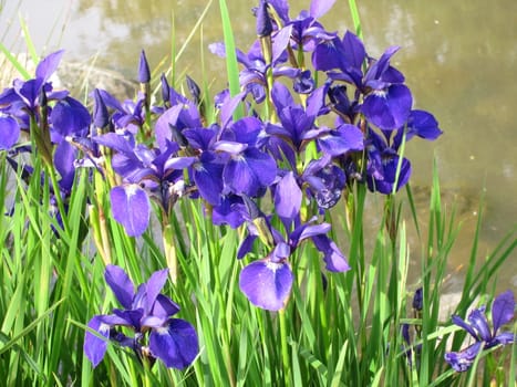  Group of wild Iris flowers beside a pond