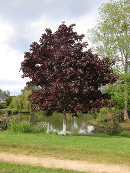 red tree beside a pond