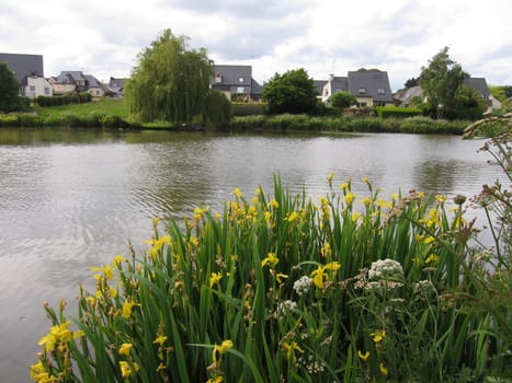  Group of wild Iris flowers beside a pond