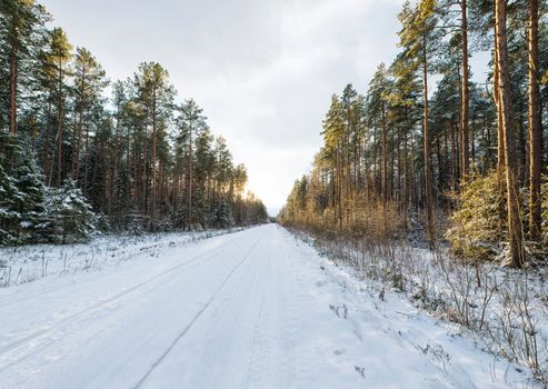 Empty snow covered road in winter forest, landscape with sun light 