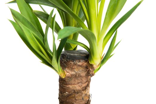 Houseplant Yucca A potted plant isolated on white background