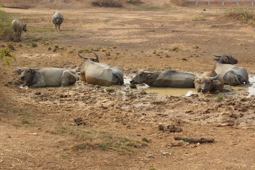 Water buffalos, most important farm animals of Laos, Asia