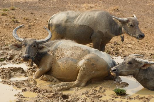 Water buffalo, Laos, Asia