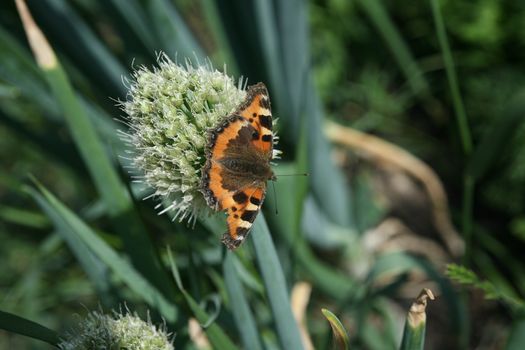 butterfly rash on the flowered allium in sunny day