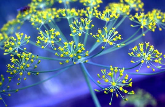 Yellow flowers of dill on with latin name Anethum graveolens. Close up