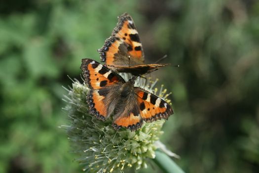 two butterfly rash on the flowered allium in sunny day