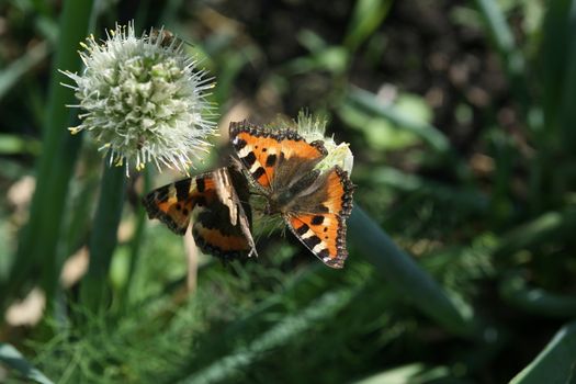 two butterfly rash on the flowered allium in sunny day