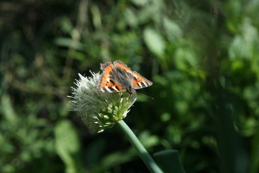 butterfly rash on the flowered allium in sunny day