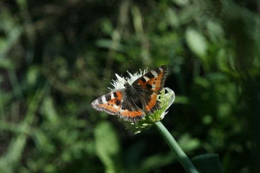 butterfly rash on the flowered allium in sunny day