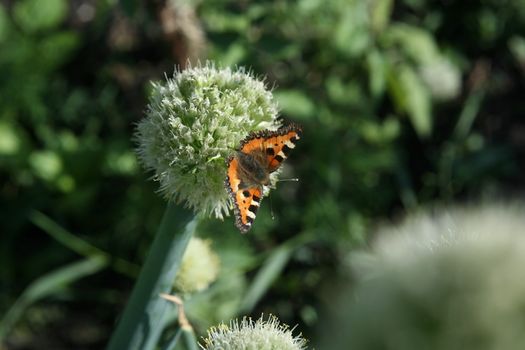 butterfly rash on the flowered allium in sunny day