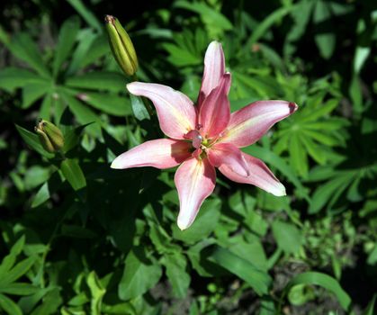 Macro from above of pink flower head among green grass