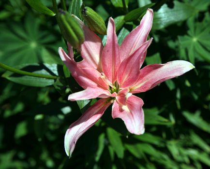 Macro from above of pink flower head among green grass