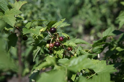 unripe berries of black currant in the garden