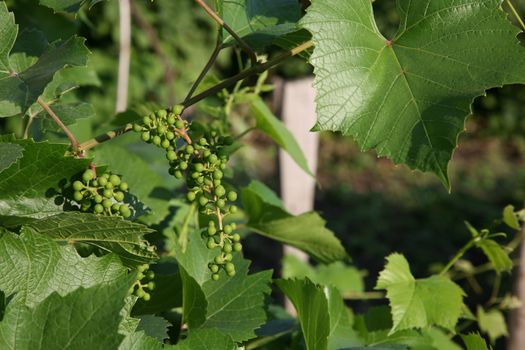 Green young grapes ripen on branches of the vine on hot summer day