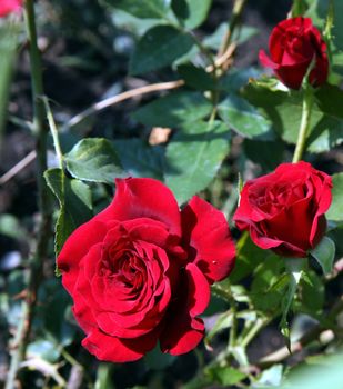 Rose buds in the garden over natural green background