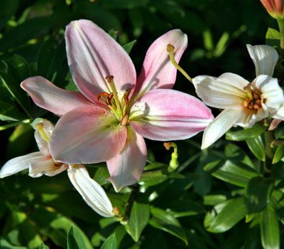 Macro from above of pink flower head among green grass