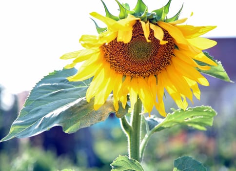 the sunflower has blossomed on the farm clear Sunny day