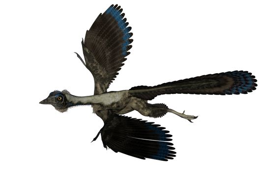 Archaeopteryx bird dinosaur flying isolated in white background - 3D render