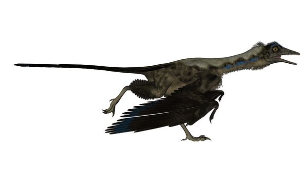 Archaeopteryx bird dinosaur running isolated in white background - 3D render