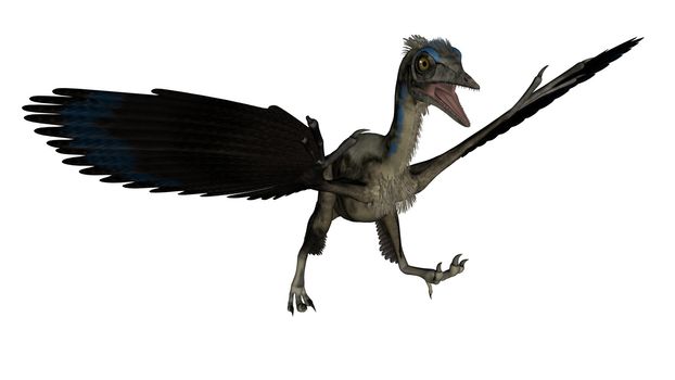 Archaeopteryx bird dinosaur landing isolated in white background - 3D render