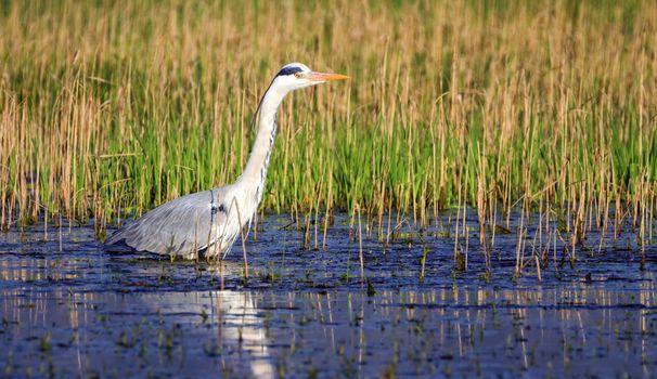 Grey heron, ardea cinerea, walking in a pond looking for food