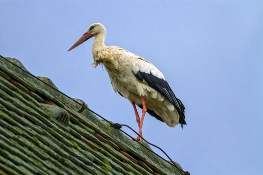 European white stork, ciconia, standing on a roof