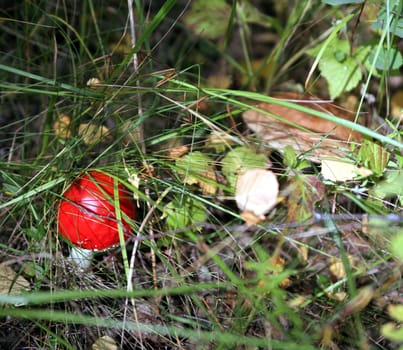 The spotted red fly agaric in autumn forest. Mushroom on a glade in autumn mushroom forest. Mushroom with red cap or head