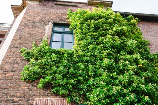 Ivy growing on a building wall is used for facade greening and heat retention.