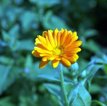 Close up view of calendula flower on green blurred background